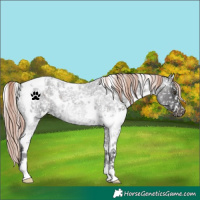 Horse Color:White Spotted Liver Red Roan Blanket