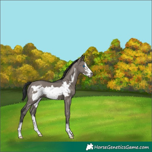 Horse Color:White Spotted Grullo Frame 