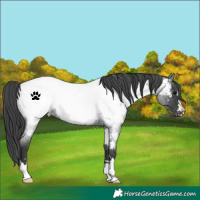 Horse Color:Blue Roan Near Fewspot