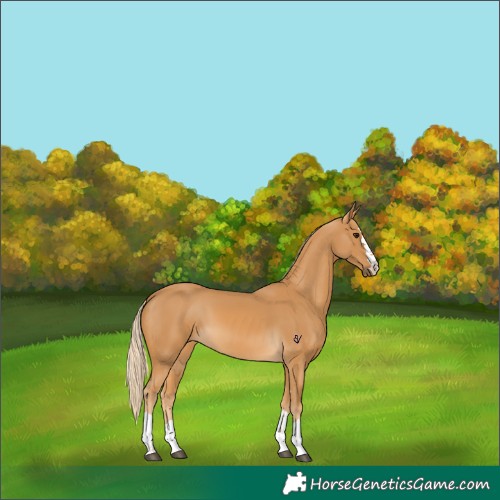 Horse Color:Palomino 