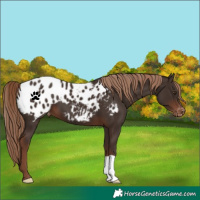 Horse Color:Liver Chestnut Appaloosa