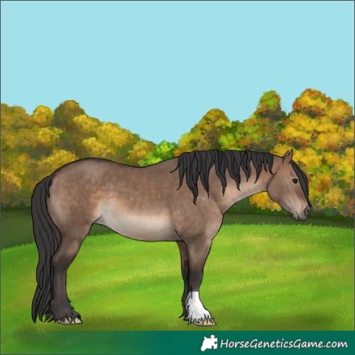 Horse Color:Brown Dun 