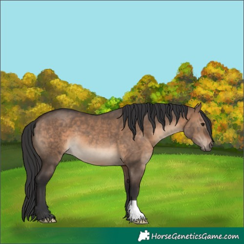 Horse Color:Brown Dun 