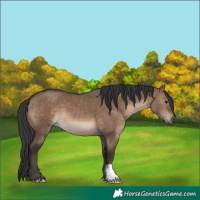 Horse Color:Brown Dun 