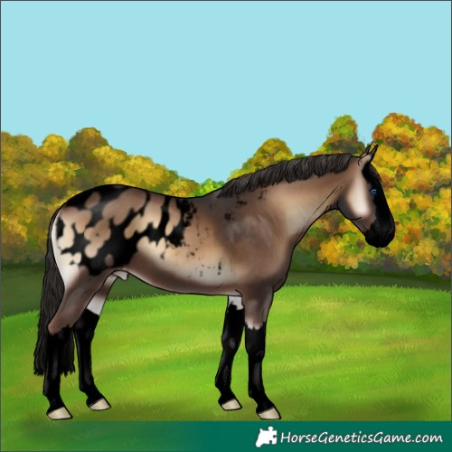 Horse Color:Void Liver Red Onyx Splash Appaloosa 
