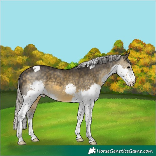 Horse Color:Silver Buckskin Splash Tobiano Rabicano 