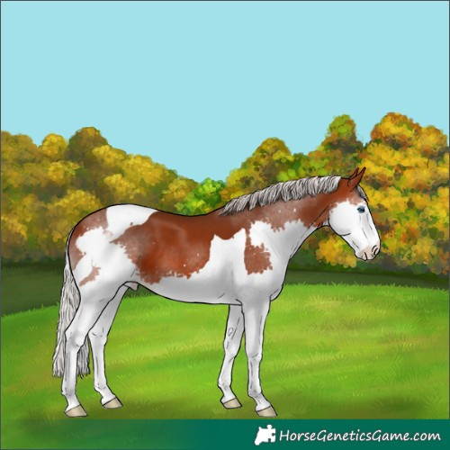 Horse Color:Silver Bay Splash Tobiano