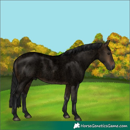 Horse Color:Gray Void Brown Roan Dun 
