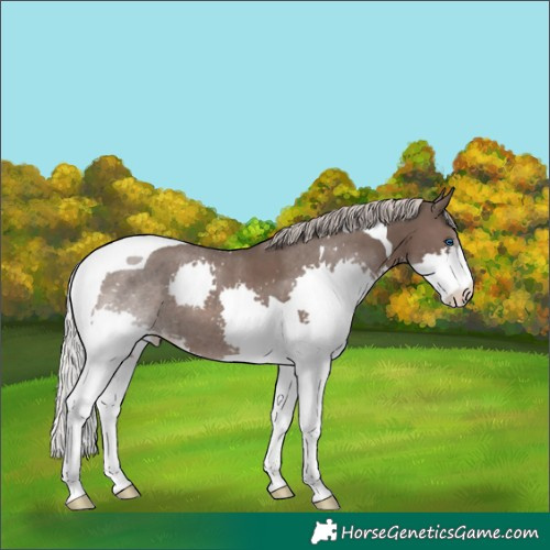 Horse Color:Silver Black Splash Tobiano 