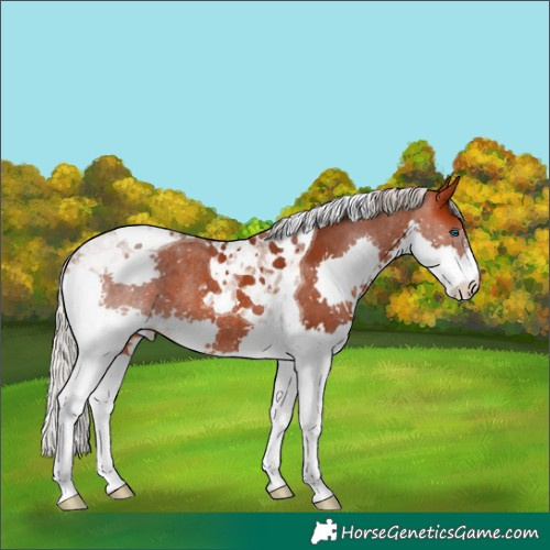 Horse Color:Silver Bay Splash Tobiano Rabicano