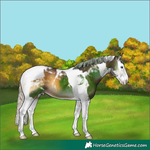Horse Color:Chocolate Palomino Onyx Splash Tobiano 