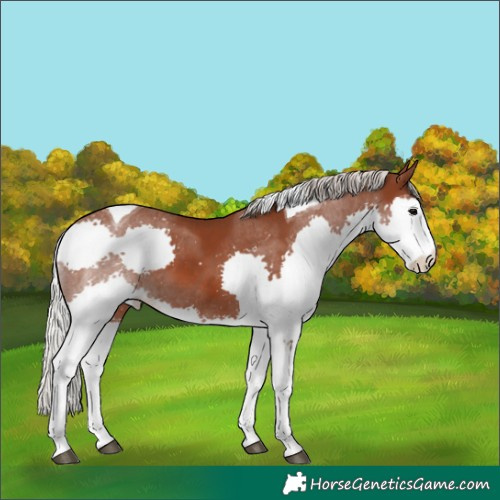 Horse Color:Silver Black Splash Tobiano 