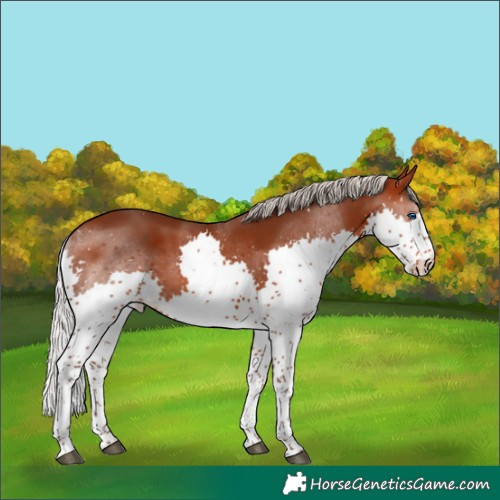 Horse Color:Silver Brown Splash Tobiano 