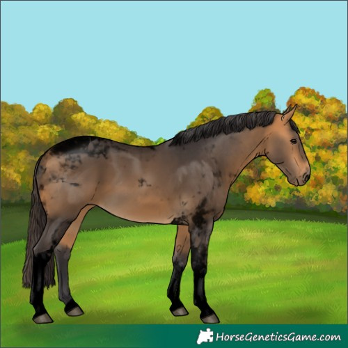 Horse Color:Void Buckskin Tobiano 