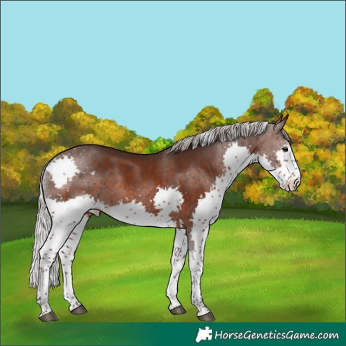 Horse Color:Silver Brown Splash Tobiano