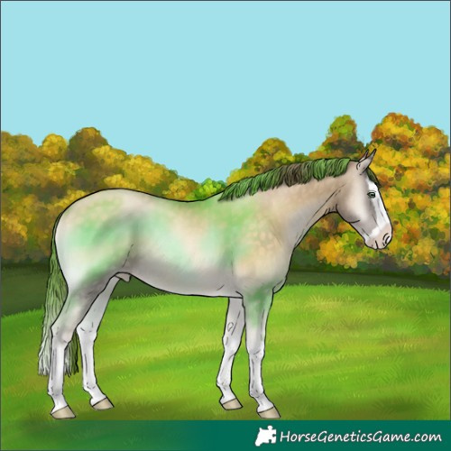 Horse Color:Buckskin Pearl Onyx Splash 