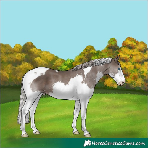 Horse Color:Silver Black Splash Tobiano 