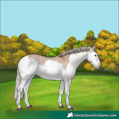Horse Color:Silver Grullo Splash Tobiano