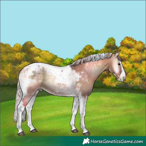 Horse Color:Silver Bay Onyx Splash Tobiano 
