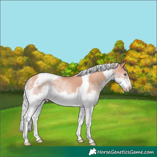 Horse Color:Silver Amber Champagne Splash Tobiano Frame 