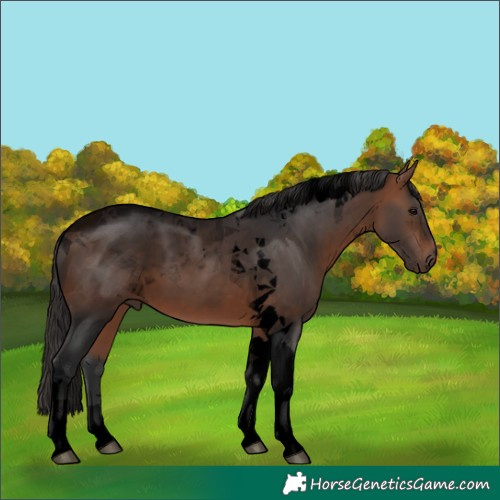 Horse Color:Void Bay Tobiano