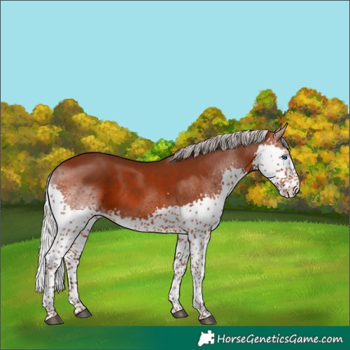 Horse Color:Silver Brown Splash Tobiano