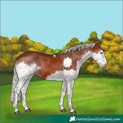 Horse Color:Silver Brown Splash Tobiano 