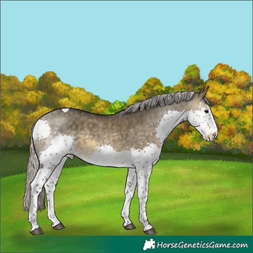Horse Color:Silver Buckskin Dun Splash Tobiano 
