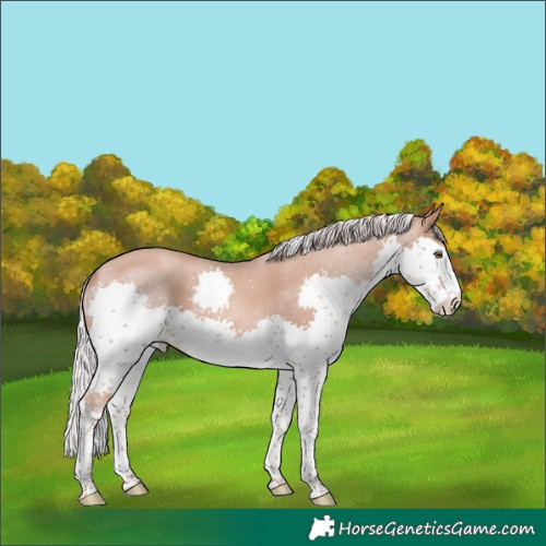 Horse Color:Silver Classic Champagne Splash Tobiano 
