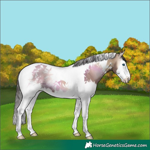 Horse Color:Liver Red Dun Onyx Splash Tobiano 