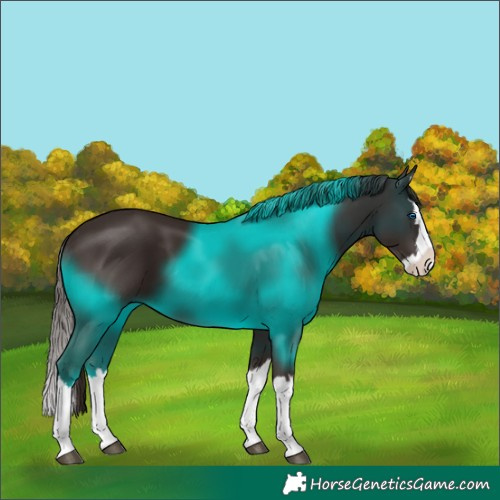 Horse Color:Liver Chestnut Splash 
