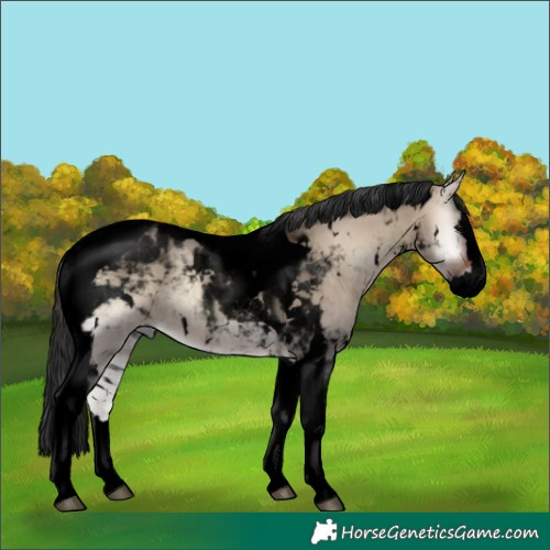 Horse Color:Void White Spotted Brown Onyx Splash Tobiano 