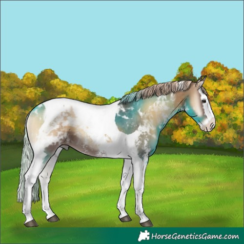 Horse Color:Chocolate Palomino Onyx Sabino Splash Tobiano