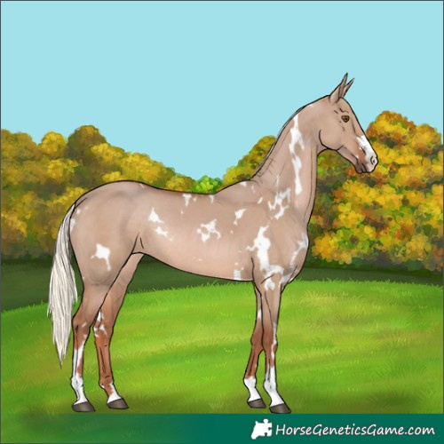 Horse Color:White Spotted Red Dun Mushroom Rabicano 