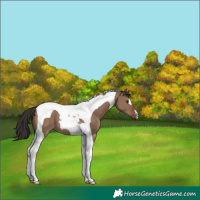 Horse Color:Liver Red Dun Tobiano