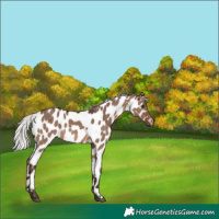 Horse Color:Silver Brown Dun Mushroom Near Leopard