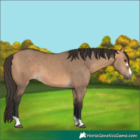 Horse Color:Bay Dun