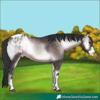 Horse Color:Platinum Brown Onyx Appaloosa