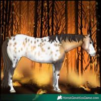 Horse Color:Buckskin Onyx Near Leopard 