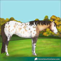 Horse Color:Buckskin Onyx Appaloosa 