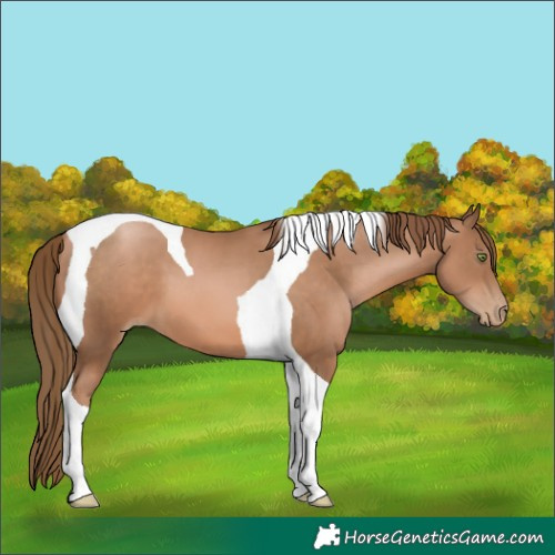 Horse Color:Liver Chestnut Pearl Tobiano