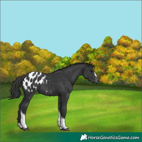 Horse Color:Black Tobiano Appaloosa 