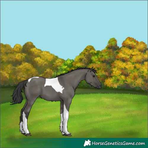 Horse Color:Grullo Tobiano 