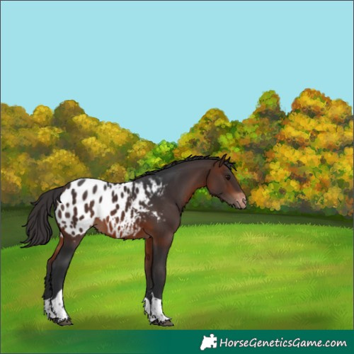 Horse Color:Brown Tobiano Appaloosa 