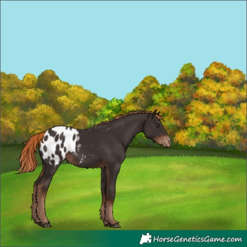 Horse Color:White Spotted Liver Chestnut Appaloosa 