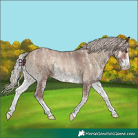 Horse Color:Silver Blue Onyx Ice Sabino Rabicano 