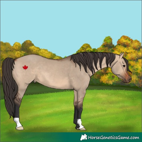 Horse Color:Bay Dun 