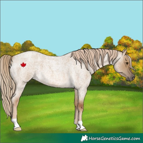 Horse Color:Chocolate Palomino Roan Dun 