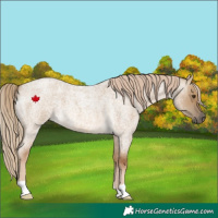 Horse Color:Chocolate Palomino Roan Dun