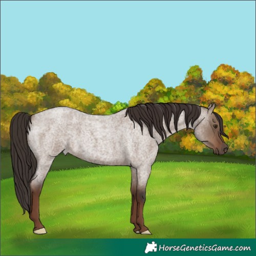 Horse Color:Liver Red Dun Roan 